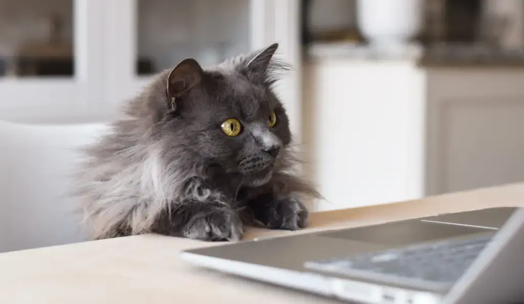 cat in coworking space