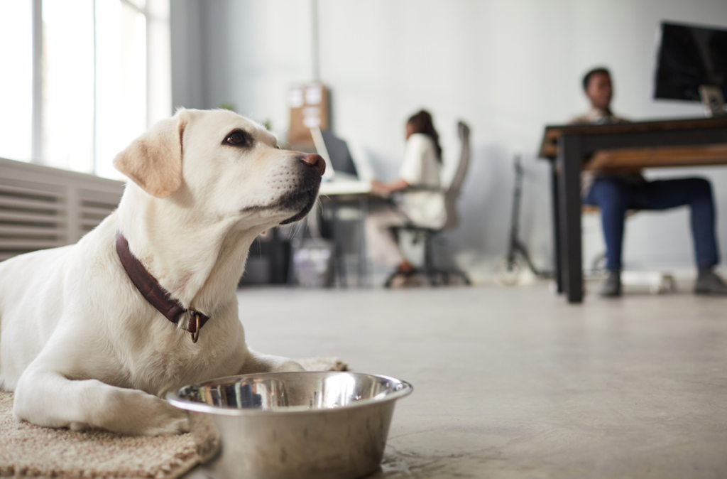 Why and how offer a pet-friendly coworking space?